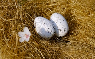 Картинка яйцами, два, Двое, гнезде, сене, яйцо, гнезда, яиц, Сено, Яйца, две, вдвоем, Гнездо