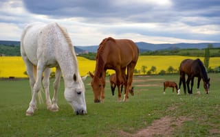 Обои лошадь, Ест, Трава, Лошади, животное, траве, кушает, Животные