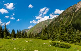 Картинка Altyn, Arashan, Kyrgyzstan, гора, дерева, Природа, Деревья, Горы, Пейзаж, облачно, облако, деревьев, дерево, Облака