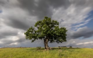 Картинка Англия, Hertfordshire, Природа, дерево, Облака, Деревья, траве, деревьев, облачно, дерева, облако, Трава