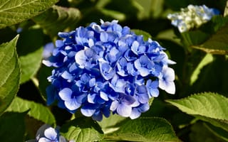 Картинка Синий, Цветы, цветок, Гортензия, Крупным, вблизи, планом, синих, синяя, синие