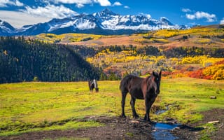 Картинка Лошади, штаты, Горы, Природа, животное, Осень, гора, америка, лошадь, Peak, Colorado, осенние, США, Wilson, Животные