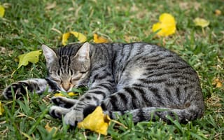 Картинка кошка, Листва, траве, лист, кот, коты, Спит, Лежит, лежат, спящий, Кошки, Животные, сон, животное, Листья, спят, лежачие, Трава, лежа