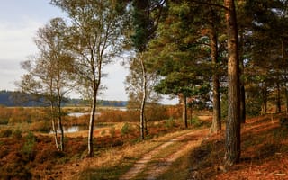 Картинка Дания, Bølling, тропы, деревьев, тропинка, дерева, осенние, Тропа, Озеро, Природа, Lake, дерево, Осень, Деревья