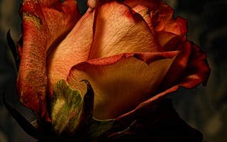 Картинка Розы, Цветы, роза, вблизи, планом, Крупным, цветок