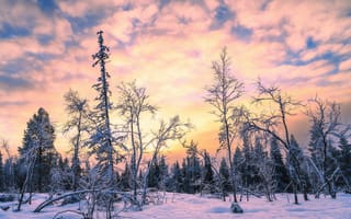 Картинка Финляндия, Raattama, Зима, Природа, зимние, Леса, Снег, деревьев, лес, Вечер, снегу, Деревья, дерева, снега, дерево, снеге