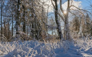 Картинка Германия, Rheinland-Pfalz, снега, дерево, дерева, Природа, снегу, зимние, Снег, Деревья, снеге, деревьев, Зима