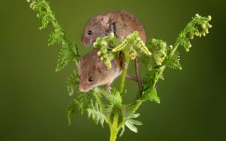 Картинка Мыши, harvest, вблизи, две, планом, два, mouse, животное, Двое, Животные, Крупным, вдвоем