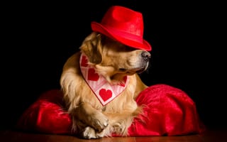 Картинка Золотистый, ретривер, Собаки, собака, сердечко, серце, шляпы, Шляпа, шляпе, Сердце, животное, Животные, сердца