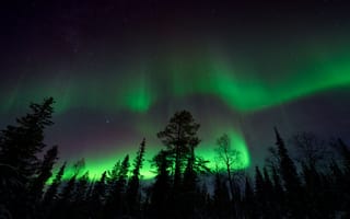 Картинка Финляндия, Raattama, Деревья, Ночь, ночью, дерево, Полярное, ночи, северное, сияние, Ночные, деревьев, дерева, Природа