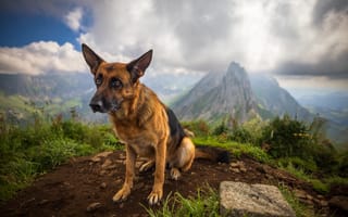 Картинка Немецкая, овчарка, Горы, Собаки, Животные, гора, животное, собака