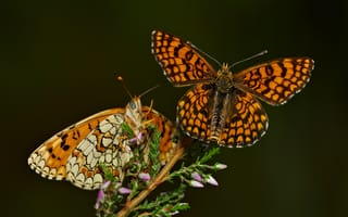 Картинка бабочка, Насекомые, животное, две, вдвоем, вблизи, deione, Двое, Животные, два, melitaea, планом, насекомое, Бабочки, Крупным