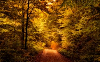 Картинка Германия, Taunus, осенние, деревьев, лес, Деревья, Леса, Осень, Природа, дерево, дерева