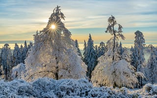 Картинка Германия, Rheinland-Pfalz, Природа, Зима, дерево, Солнце, дерева, зимние, Деревья, деревьев, солнца
