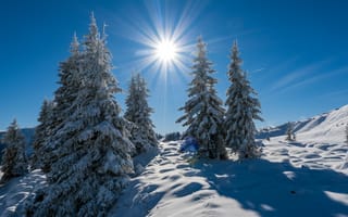 Картинка Австрия, Dienten, Зима, снега, гора, снегу, Горы, Природа, солнца, Снег, Ель, снеге, Солнце, зимние, ели