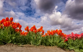 Картинка голландия, панорамная, облако, Облака, Тюльпаны, Нидерланды, Поля, облачно, Цветы, Панорама, тюльпан, цветок