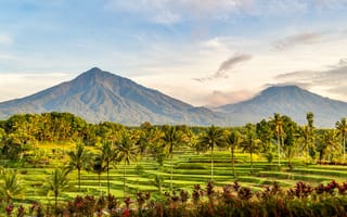 Картинка Индонезия, East, гора, Природа, Горы, пальм, пальма, Пальмы, Java