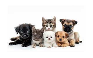 Картинка котят, щенков, Животные, Щенок, Котята, животное, белым, котенок, белом, Милые, Миленькие, щенка, котенка, милый, милая, Белый, фоне, фоном, щенки