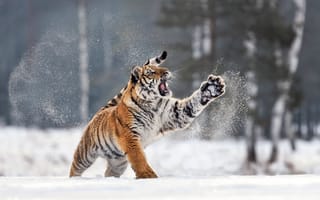 Картинка сибирский, Тигры, Природа, Снег, уссурийский, тигр, животное, снеге, снегу, лап, снега, Амурский, Животные, Лапы, дальневосточный