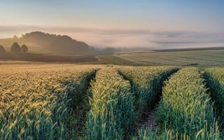 Картинка Германия, Rheinland-Pfalz, Природа, Утро, Пшеница, Поля