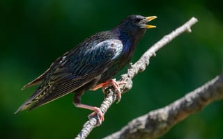 Картинка птица, starling, Птицы, Ветки, ветке, Крупным, животное, Животные, ветка, на, ветвь, вблизи, планом