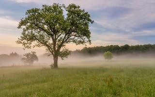 Картинка Германия, Eifel, Луга, Деревья, тумане, тумана, деревьев, Природа, Утро, Туман, дерева, дерево