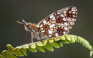 Картинка Бабочки, Насекомые, насекомое, pearl-bordered, fritillary, Животные, Крупным, бабочка, животное, вблизи, планом