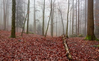 Картинка Листья, Швейцария, St