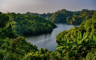 Картинка Bangladesh, jungle, Природа, Реки, река, речка, Леса, лес