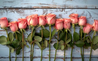 Картинка День, всех, святого, розовых, Цветы, Валентина, Розовый, цветок, влюблённых, розовая, Розы, розовые, Доски, роза