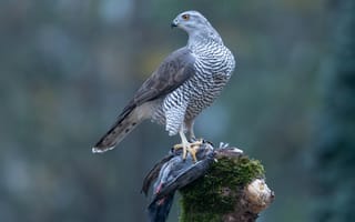 Картинка Птицы, Ястреб, планом, Крупным, goshawk, вблизи, животное, Животные, птица