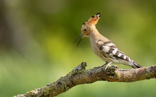 Картинка Птицы, удод, ветвь, животное, ветка, на, ветке, Ветки, птица, Животные