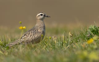 Картинка птица, Размытый, Животные, боке, Трава, Птицы, траве, животное