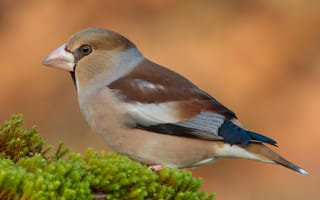 Картинка птица, hawfinch, животное, Птицы, Животные, вблизи, планом, Крупным