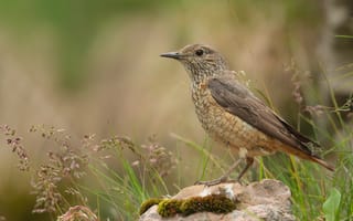 Картинка Птицы, common, rock, Крупным, птица, животное, планом, Животные, вблизи, thrush