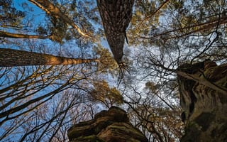 Картинка Вид, снизу, Ствол, Природа, дерева
