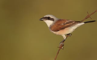 Картинка птица, red-backed, Птицы, Ветки, ветвь, вблизи, планом, shrike, ветке, животное, Крупным, ветка, на, Животные
