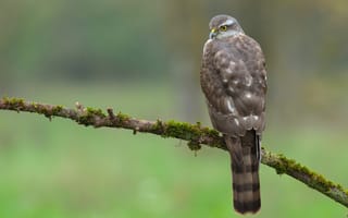Картинка Птицы, Ястреб, животное, sparrowhawk, Ветки, Животные, Крупным, ветке, ветка, на, птица, планом, вблизи, ветвь