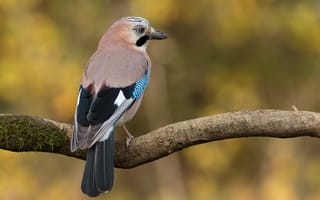 Картинка Птицы, jay, Животные, планом, Крупным, ветка, Ветки, вблизи, ветке, животное, на, ветвь, птица
