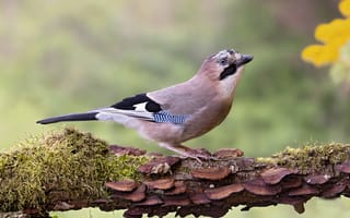 Картинка Птицы, jay, птица, Животные, вблизи, планом, животное, Крупным