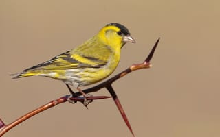 Картинка Птицы, чиж, siskin, Ветки, птица, ветка, вблизи, животное, ветвь, планом, Животные, Крупным, ветке, на