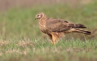 Картинка птица, Ястреб, Крупным, вблизи, hen, лунь, планом, harrier, полевой, Птицы, Животные, животное