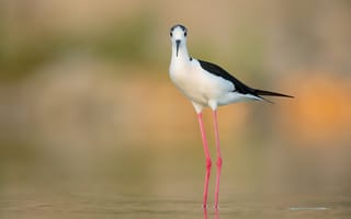 Картинка Птицы, black-winged, птица, Крупным, stilt, ходулочник, животное, Животные, вблизи, ног, планом, Ноги