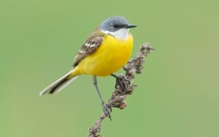 Картинка Птицы, wagtail, трясогузка, планом, Животные, ветвь, ветка, на, животное, птица, вблизи, Ветки, ветке, Крупным