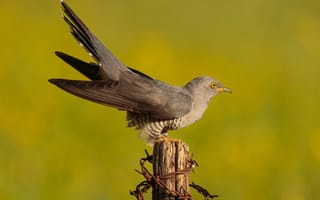 Картинка птица, cuckoo, кукушка, Крупным, вблизи, животное, планом, Птицы, Животные