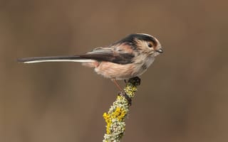 Картинка птица, long-tailed, на, Птицы, ветка, вблизи, Крупным, ветке, планом, ветвь, синица, Животные, Ветки, tit, длиннохвостая, животное