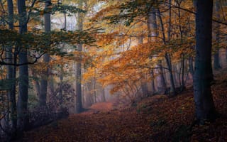 Картинка Германия, тумане, лес, Туман, Осень, тумана, Природа, осенние, Леса
