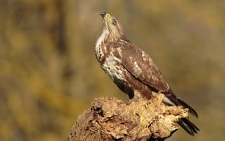 Картинка птица, Ястреб, животное, buzzard, канюк, Крупным, Животные, Птицы, вблизи, планом