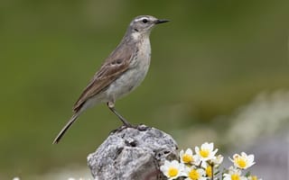 Картинка птица, spioncello, горный, Животные, Птицы, Камни, животное, планом, вблизи, Крупным, Камень, конёк