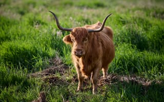 Картинка коровы, highland, Рога, Трава, рогами, cow, Животные, Корова, траве, животное